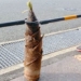 why japanese perform ritual offering for a bamboo tree 120760