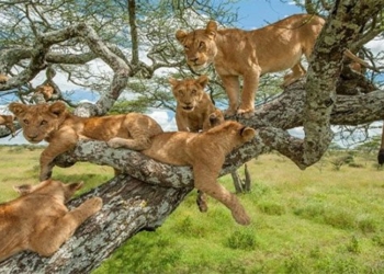 why lions hang on trees very sturdy 119328