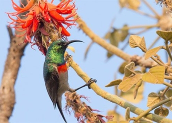 why many bird species are hot just one article for a million years 118414