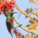 why many bird species are hot just one article for a million years 118414