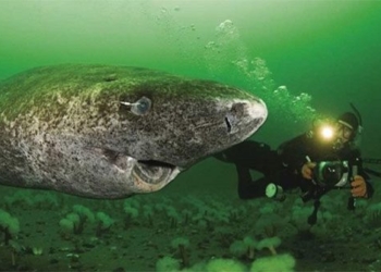 why marine animals after injury have enormous size 120384