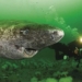 why marine animals after injury have enormous size 120384