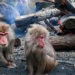 why muong thu in japan suddenly turned into a human attack 122761