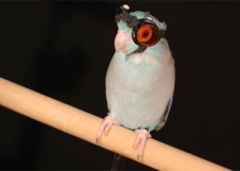 why scientists wear protective glasses when researching bird flying ability 123582