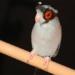 why scientists wear protective glasses when researching bird flying ability 123582