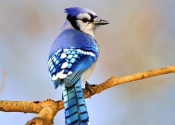 why some bird species have intelligence that surpasses 124064