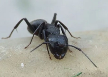 why some solo ants die very quickly 124035