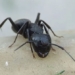 why some solo ants die very quickly 124035
