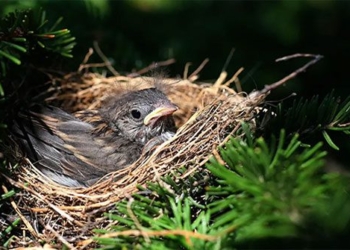 why some species of birds build conical nests have a higher survival rate than birds build flat nests 120170