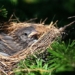 why some species of birds build conical nests have a higher survival rate than birds build flat nests 120170