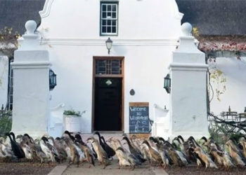 why south african wine farm raises ducks 121792