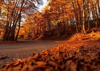 why the city of holland advises citizens not to sweep leaves in the forest 123813