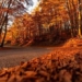 why the city of holland advises citizens not to sweep leaves in the forest 123813