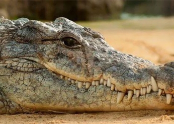 why the crocodile cries 123667