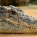 why the crocodile cries 123667