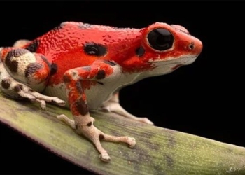 why the frog can survive after the meteorite swept away the life of the dinosaur 124485