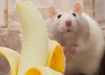 why the hedgehog is more terrifying than a snake 120840