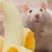 why the hedgehog is more terrifying than a snake 120840