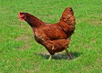 why the hen caught the cock crow of the hen in the spot is the ordinary place of the cock 119847