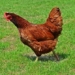 why the hen caught the cock crow of the hen in the spot is the ordinary place of the cock 119847