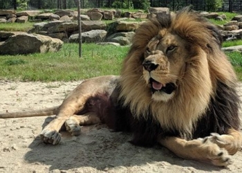 why the moroccan national team is called the atlas lions 124428