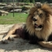 why the moroccan national team is called the atlas lions 124428