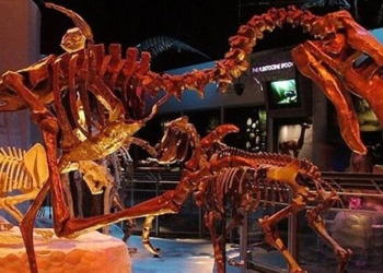 why the phorusrhacids bird is the most terrifying meat eating animal in prehistory 122773