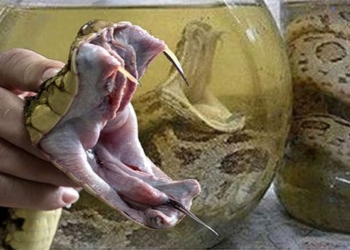 why the silent snake in alcohol can still survive and attack humans 119235