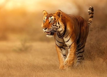 why the tiger has orange red fur very notable but still is the god of the green forest 99541
