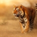 why the tiger has orange red fur very notable but still is the god of the green forest 99541