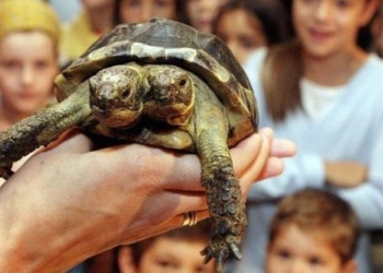 why the turtle has 2 heads and 2 personalities 123480