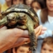 why the turtle has 2 heads and 2 personalities 123480