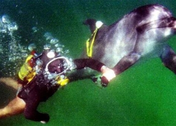 why the whale is implemented to protect the important bases in the war with ukraine 120317