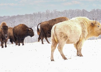 why the white buffalo is considered a sacred symbol of the lakota tribe 124162