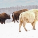 why the white buffalo is considered a sacred symbol of the lakota tribe 124162