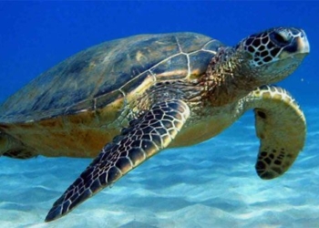 why turtles have shells 120004