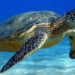 why turtles have shells 120004