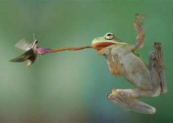 why when frogs disappear we are affected 123137