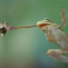 why when frogs disappear we are affected 123137