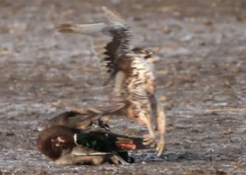 wild bird hunts duck in the sky with a quick attack 118894