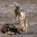 wild bird hunts duck in the sky with a quick attack 118894