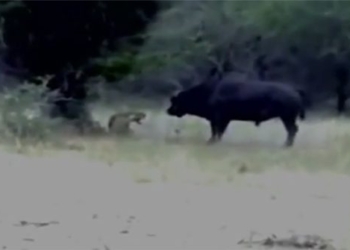 wild buffalo electrocution kills lion falling cold go away 119048