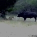 wild buffalo electrocution kills lion falling cold go away 119048