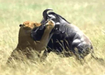 wild buffalo falls into baby crib gets killed by lion in the blink of an eye 120199