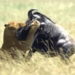 wild buffalo falls into baby crib gets killed by lion in the blink of an eye 120199