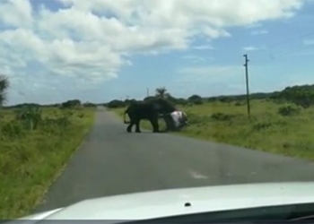 wild elephant turned over car causes family to be terrified 118454
