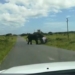 wild elephant turned over car causes family to be terrified 118454