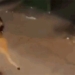 woman uses hands to hold lion cub on street 118186