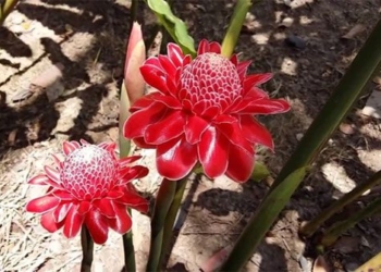 women stumble upon rare long stem daisy along the way reveals 1 year story only blooming 2 times 118641