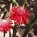 women stumble upon rare long stem daisy along the way reveals 1 year story only blooming 2 times 118641